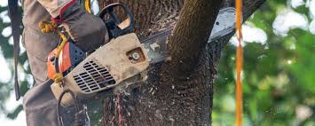 Best Tree Health Inspection  in Alto, GA