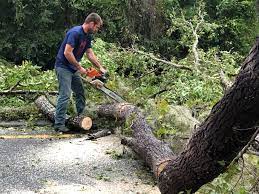 How Our Tree Care Process Works  in  Alto, GA