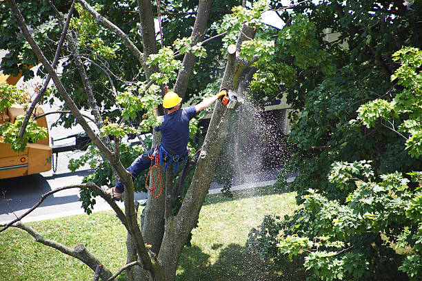 Best Tree Trimming and Pruning  in Alto, GA