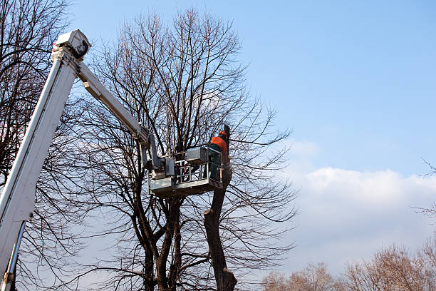 Best Tree Risk Assessment  in Alto, GA