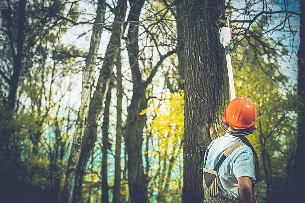 Best Hazardous Tree Removal  in Alto, GA